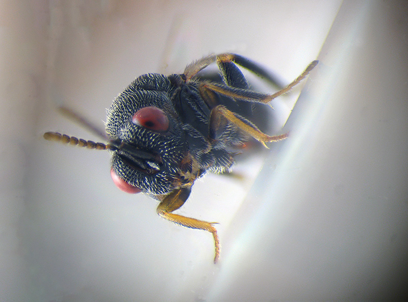 Cynipidae: Andricus quercustozae con parassitoide